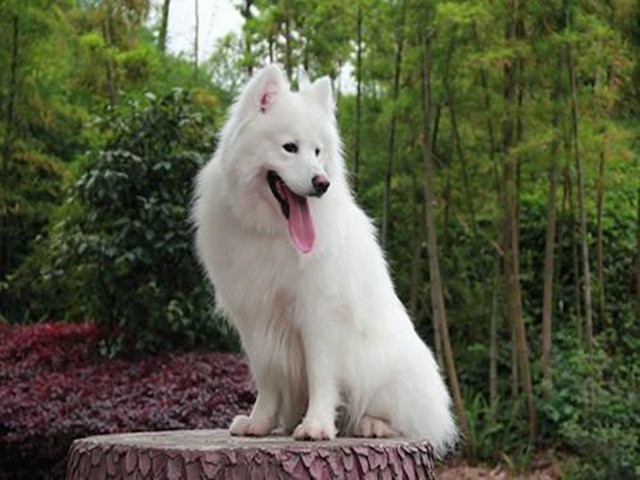 未來十年內可通過AI能實現跟狗狗對話